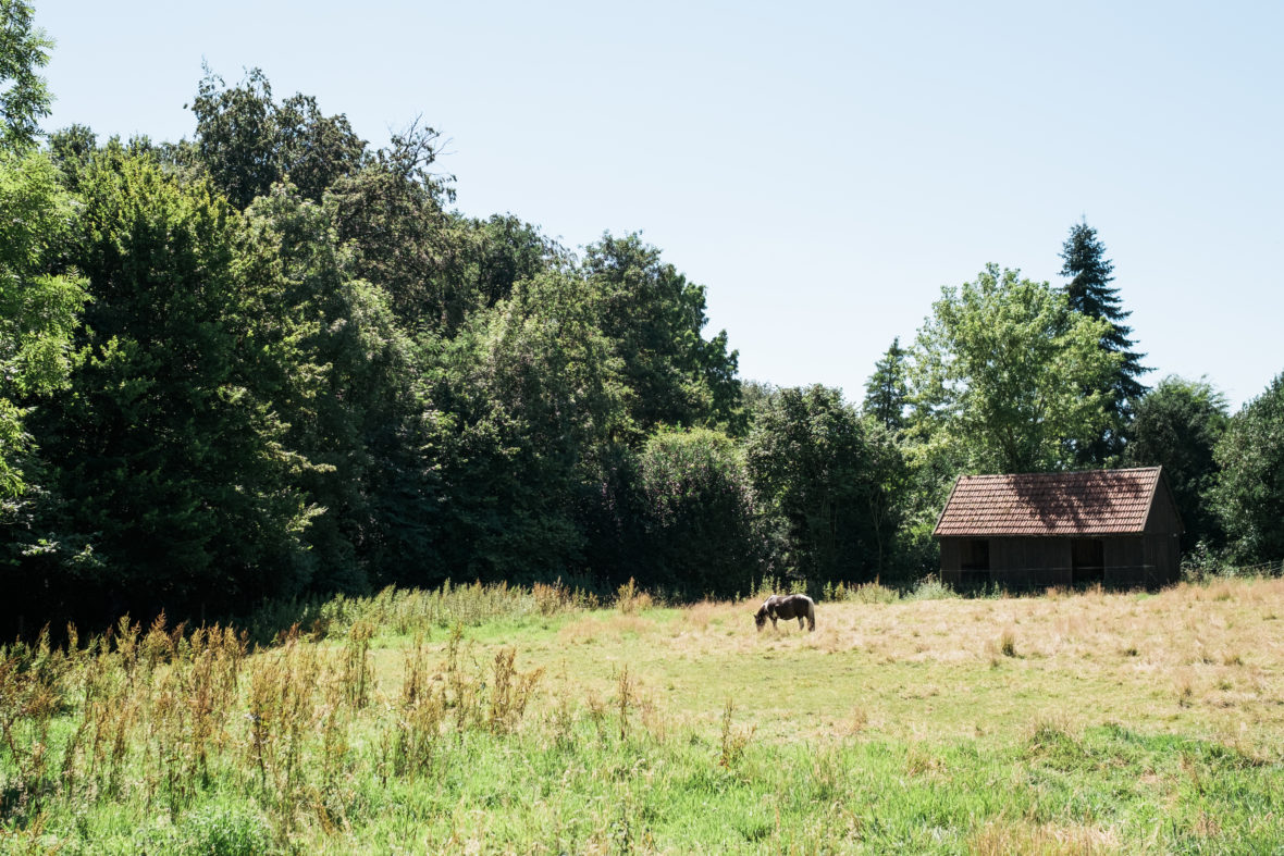 Ein Pferd steht vor einem kleinem Häuschen auf einer Wiese am Waldrand.