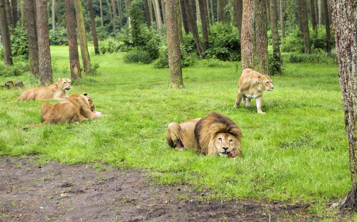 Löwen beim Fressen im Serengeti-Park