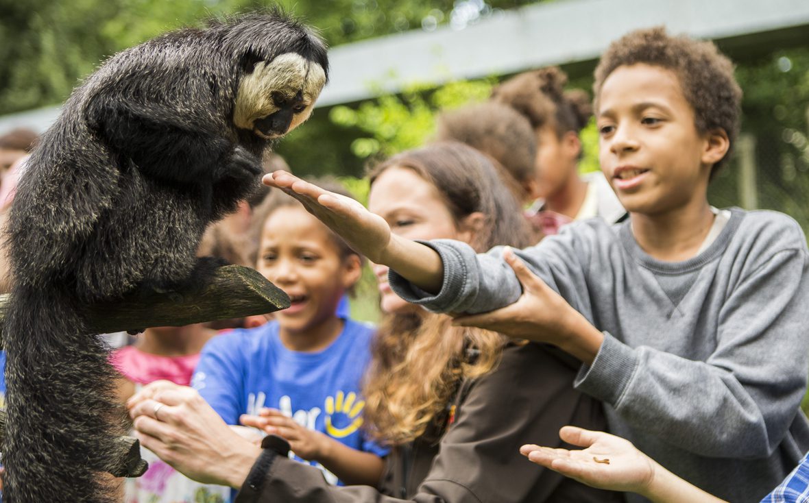 Kinder füttern Affe mit Rosinen im Serengeti-Park