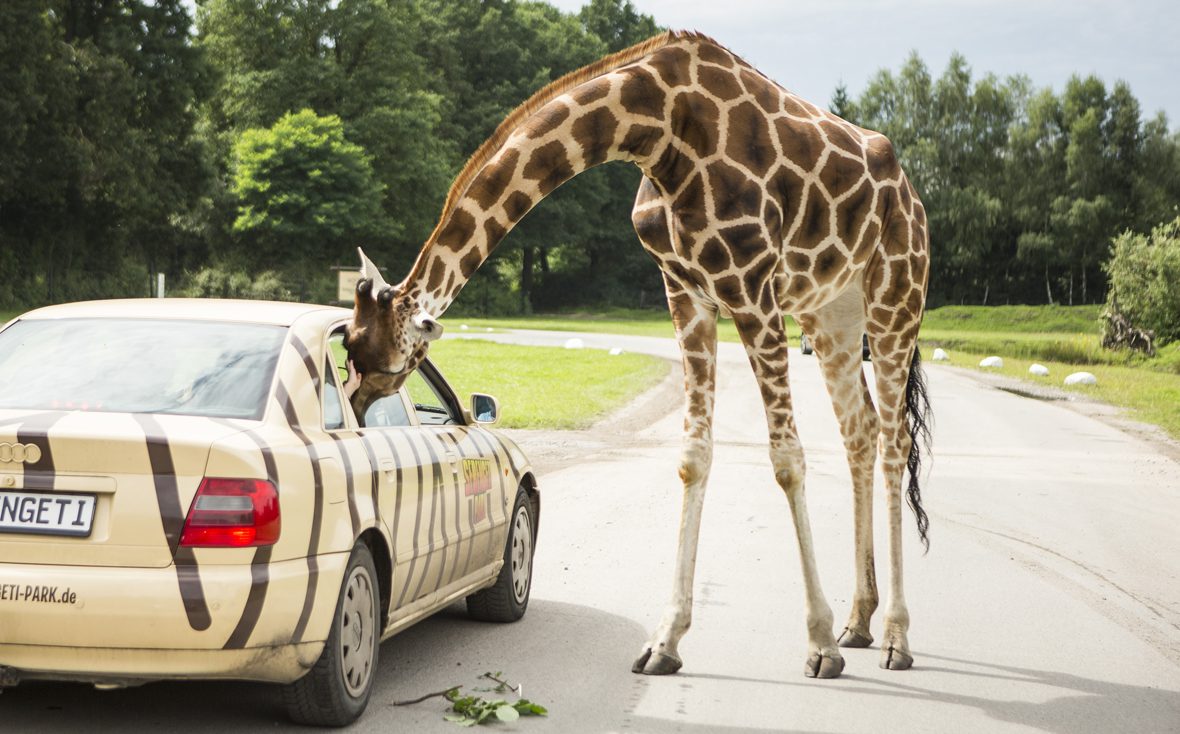 Im Serengeti-Park steckt eine Giraffe den Kopfs ins Autofenster