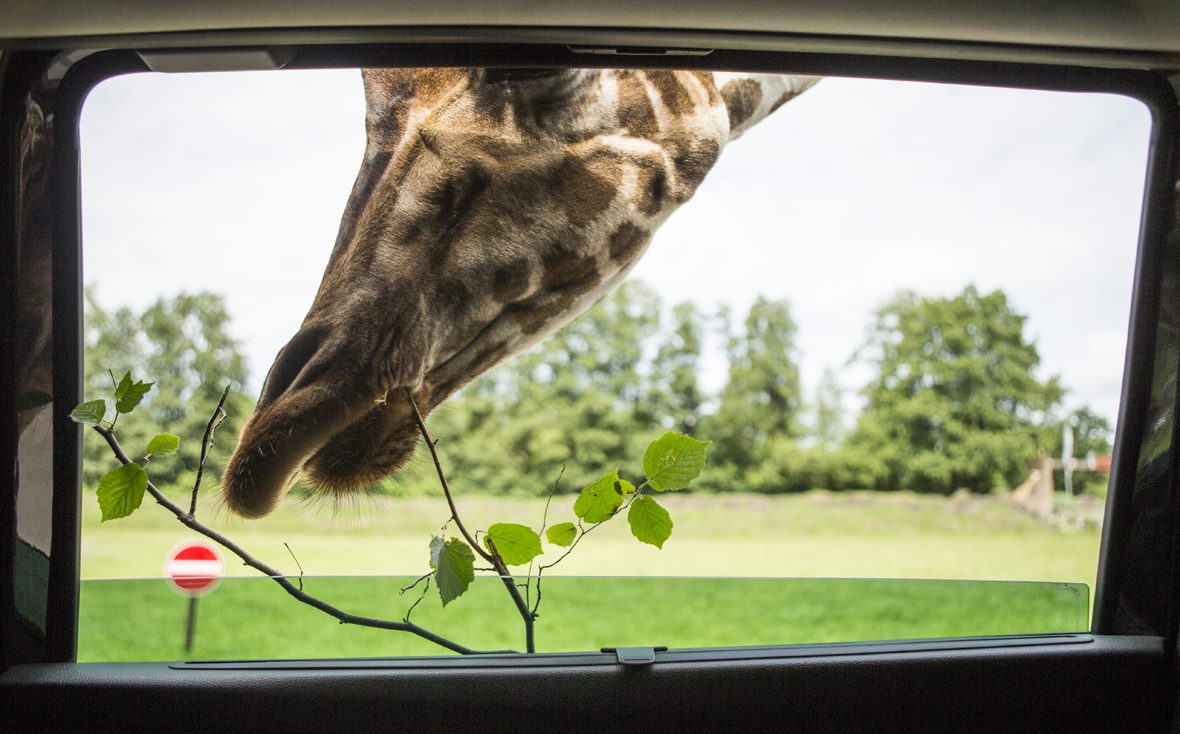 Eine Giraffe aus dem Serengeti-Park am Autofenster mit Ast