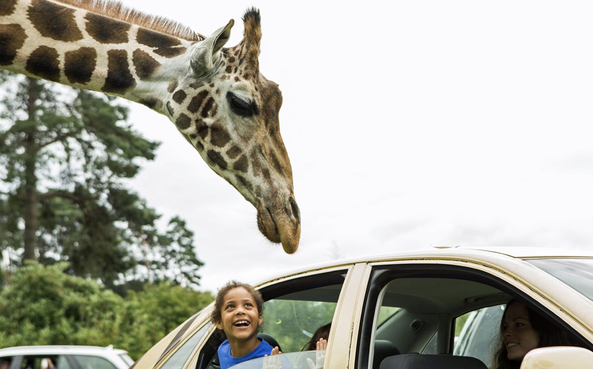 Aleyna schaut aus dem Autofenster, eine Giraffe streckt den Kopf entgegen