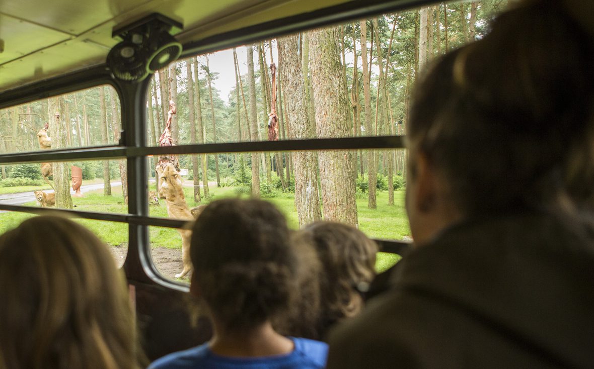 Kinder sitzen im Bus und sehen einer Löwenfütterung zu