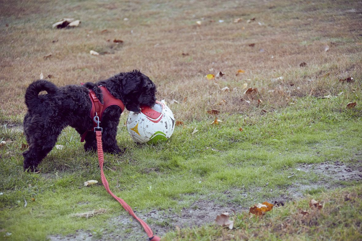 Hund Happy hat den Fußball erwischt und bearbeitet ihn mit seinen kleinen Zähnchen.