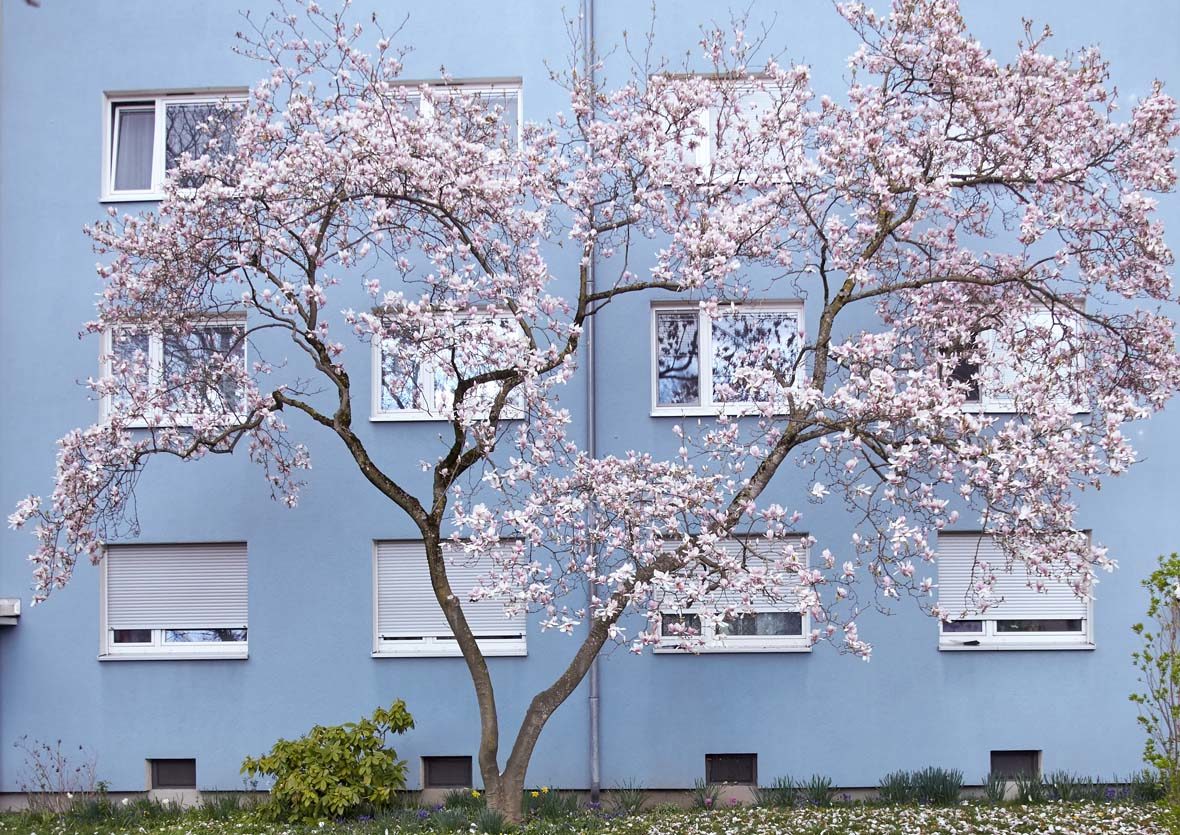 Ein blühender Baum vor einem Wohnhaus.