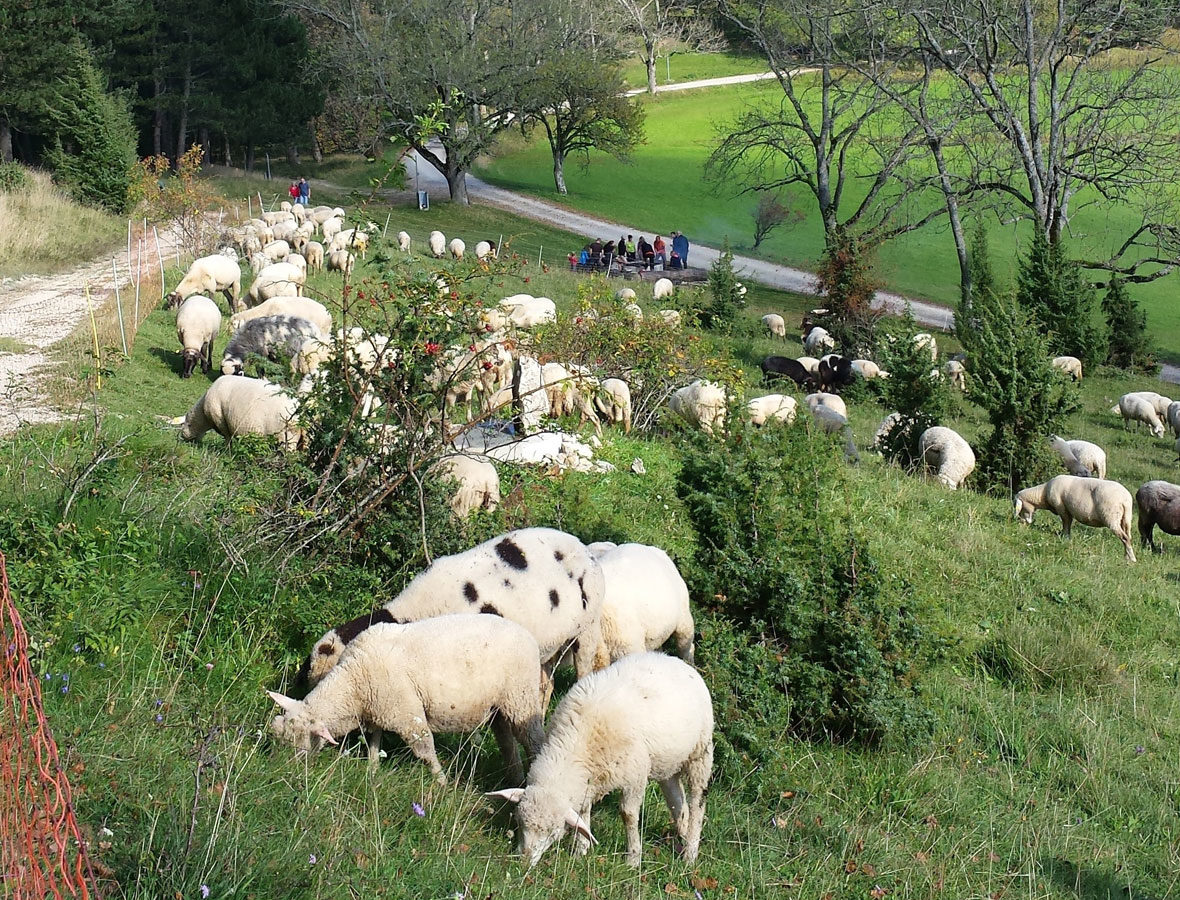 Foto: Schafe auf einer Wiese.