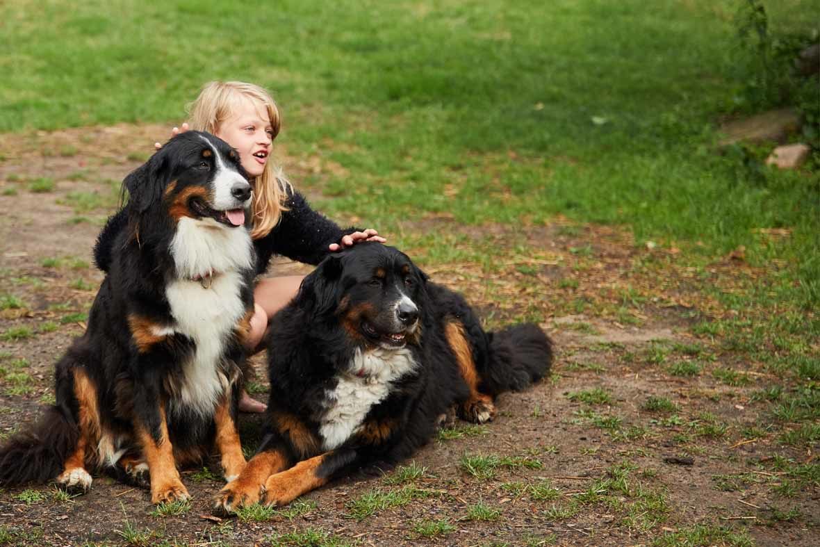 Foto: Zwei Berner Sennenhunde auf einer Wiese und neben ihnen sitzt ein junges Mädchen