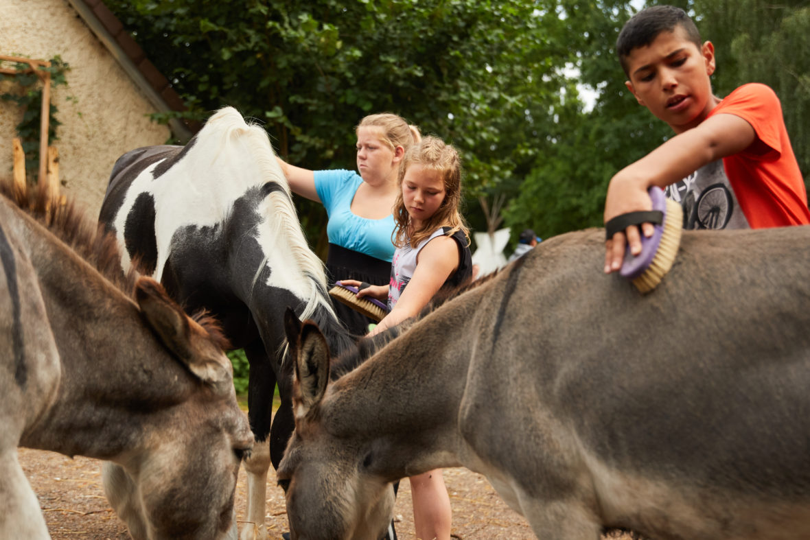 Foto: Zwei Mädchen und ein Junge striegeln ein Pferd un zwei Esel