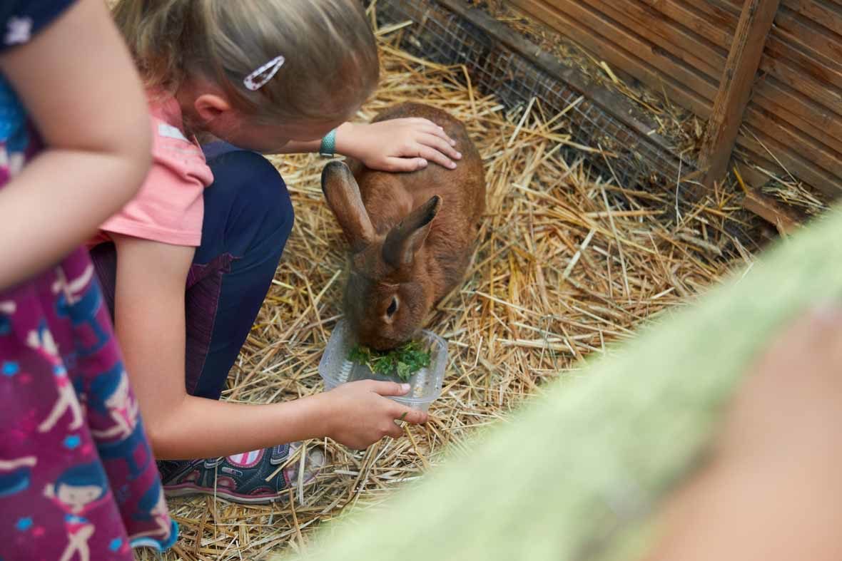 Foto: Ein Mädchen füttert Kaninchen