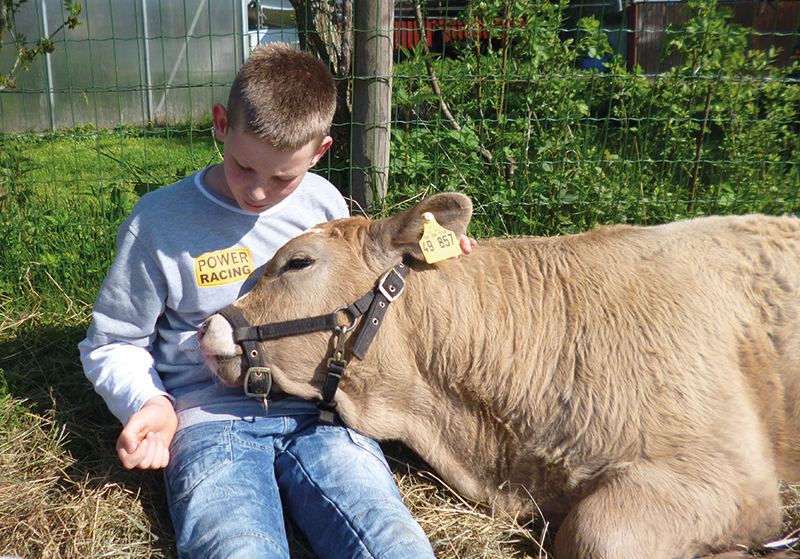 Ein Kalb legt den Kopf auf den Schoß eines Jungen